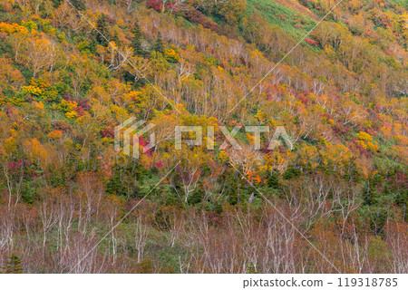 Autumn tsugaike nature park 119318785