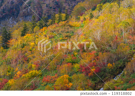 秋天tsugaike自然公園 秋天tsugaike自然公園 119318802