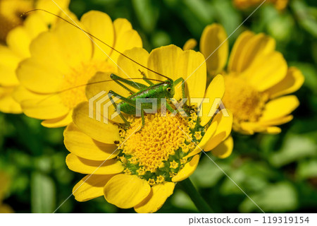 Yellow flower bed of Chrysanthemum multicaule and green bush crickets 119319154