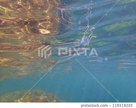 A jellyfish swimming on the surface of the ocean A jellyfish swimming on the surface of the ocean 119319285