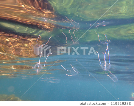 Lantern jellyfish 119319288