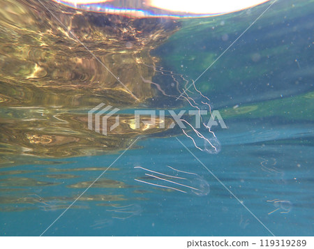 Jellyfish Nature 119319289
