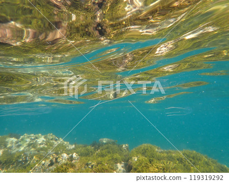 水母危險 水母危險 119319292