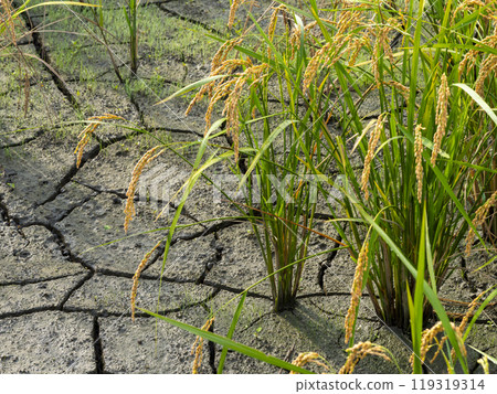 A view of a rice field after the water has been drained before harvesting A view of a rice field after the water has been drained before harvesting 119319314