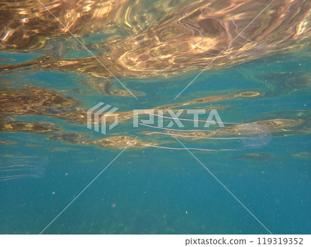 Crossing jellyfish Crossing jellyfish 119319352