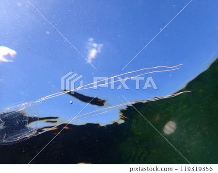 A jellyfish crossing in front of me 119319356