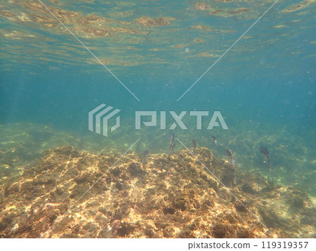 小魷魚聚集在一起 小魷魚聚集在一起 119319357