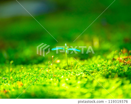 Cypress sprouts and moss 119319376