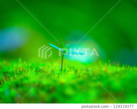 Cypress sprouts and moss 119319377