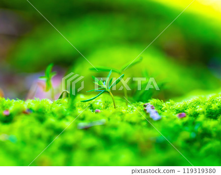 Cypress sprouts and moss Cypress sprouts and moss 119319380