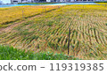 Rice field before harvest and rice field after harvest02 119319385
