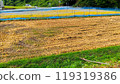 Rice field before harvest and rice field after harvest01 119319386