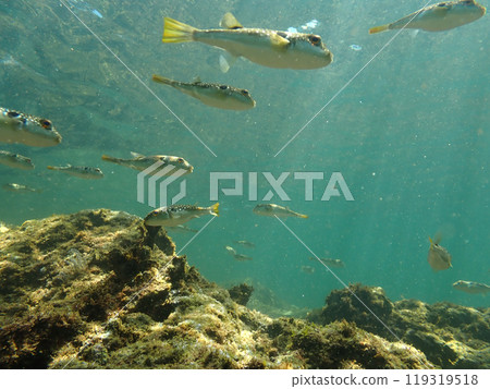 A school of pufferfish 119319518