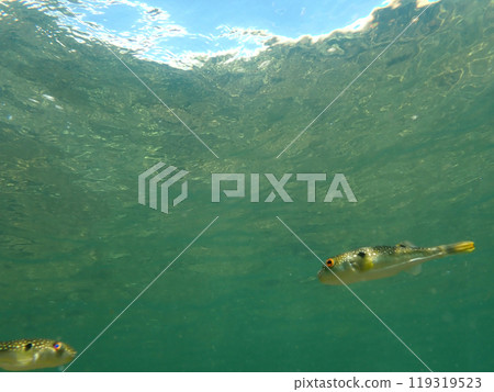 A quick glimpse of the pufferfish A quick glimpse of the pufferfish 119319523