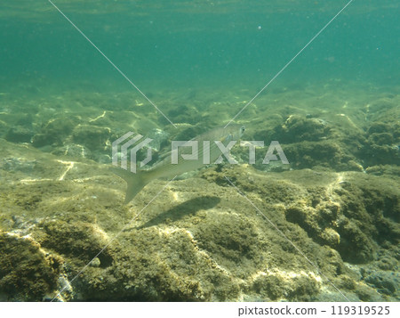 淺水烏魚 淺水烏魚 119319525