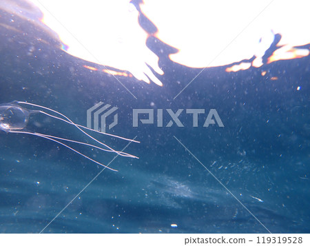 swim in the light swim in the light 119319528