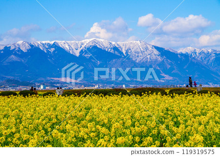 琵琶湖畔早開的油菜花和雪山 119319575