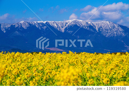 Early-blooming rape blossoms and snow-covered mountains by Lake Biwa 119319580