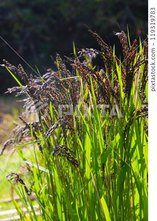 里山稻田裡生長的古稻黑穗 119319783