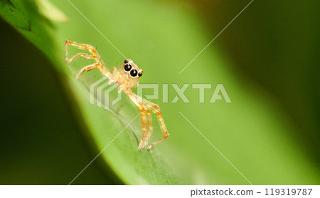 Tiny spider on a green leaf 119319787