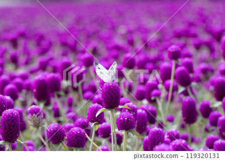 一隻白色的菜粉蝶棲息在一朵紅色的花朵上。 119320131