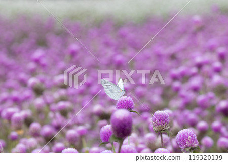 一隻白色的菜粉蝶棲息在一朵紅色的花朵上。 一隻白色的菜粉蝶棲息在一朵紅色的花朵上。 119320139