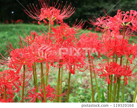 Higanki flower blooms Higanki flower blooms 119320168