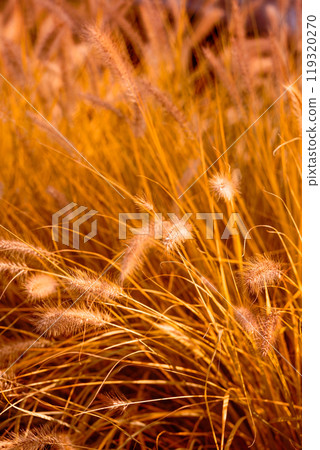 Photo of spikelets in an autumn field illuminated by the sun Photo of spikelets in an autumn field illuminated by the sun 119320270