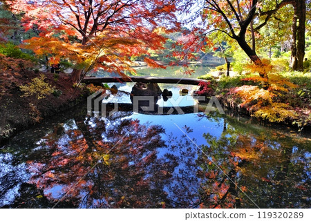 六義園渡月橋的秋葉 六義園渡月橋的秋葉 119320289