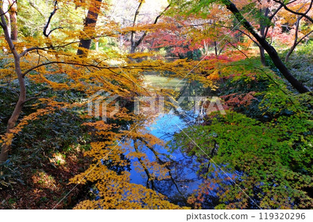 菊園花園的秋葉 菊園花園的秋葉 119320296