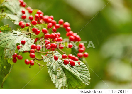 莢burn 莢burn 119320314