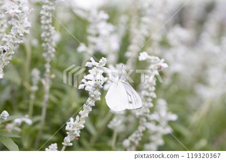 在Salvia捕獲的Monsieur魚 119320367