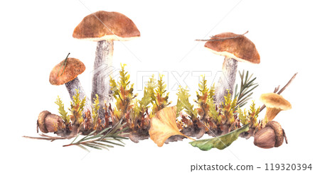 Watercolor fall Mushrooms clipart. Boletus orange cap with Chanterelle, moos, yellow green leaves and brown acorn and fir branch with needles. Forest hand drawn illustration isolated from background 119320394