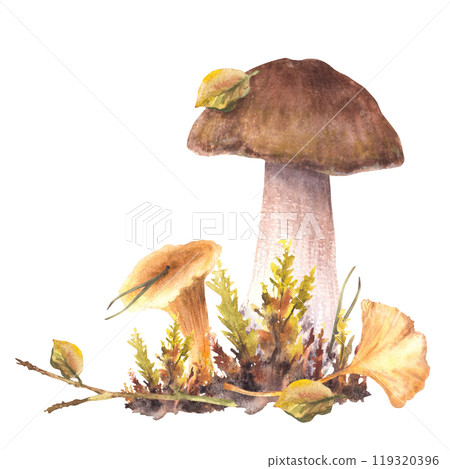 Mushrooms fall clipart. Boletus brown cap, Porcini, Chanterelle with moos and yellow, green leaves. Forest Autumn harvest for card, poster. Watercolor hand drawn illustration isolated from background Mushrooms fall clipart. Boletus brown cap, Porcini, Chanterelle with moos and yellow, green leaves. Forest Autumn harvest for card, poster. Watercolor hand drawn illustration isolated from background 119320396