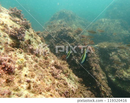 Tropical fish in the sea nature Tropical fish in the sea nature 119320416