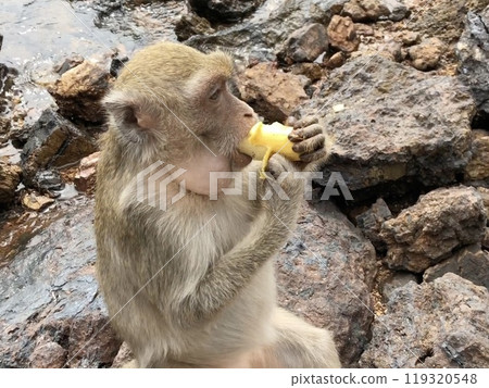 Monkey eating banana 119320548