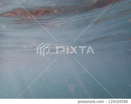 Slowly swimming Andon jellyfish 119320590