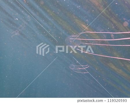 Dangerous jellyfish Dangerous jellyfish 119320593