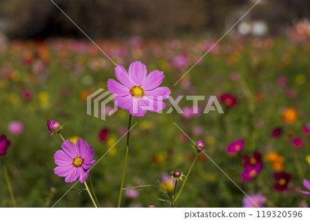 Bright pink autumn cherry blossoms Bright pink autumn cherry blossoms 119320596