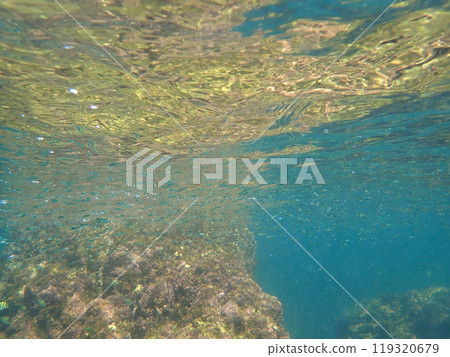 Shallow school, underwater Shallow school, underwater 119320679