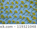 blue background with yellow wildflowers, floral texture, vibrant summer background. High quality 4k footage 119321048