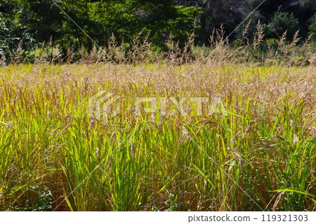 Scenery of millet growing among ears of red rice, an ancient variety of rice 119321303