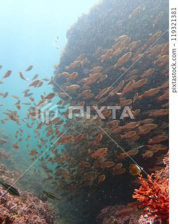 小魚慢慢遊動 小魚慢慢遊動 119321381