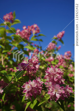 The name of the Deutzias variety "Magicien" means "Magician" in French. The flower language of the Deutzias is "Secret, Elegance, and Antique Style." 119321412
