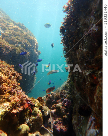 Underwater nature photography 119321440