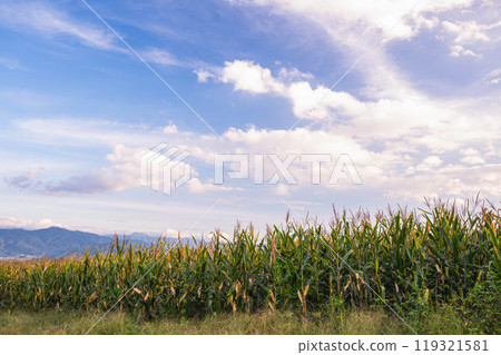 Dent corn field, Ina City Dent corn field, Ina City 119321581