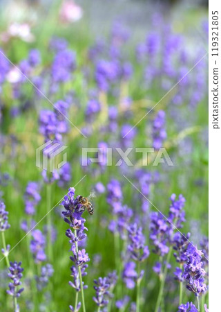 Bee on lavender flower. Lavender field Bee on lavender flower. Lavender field 119321805