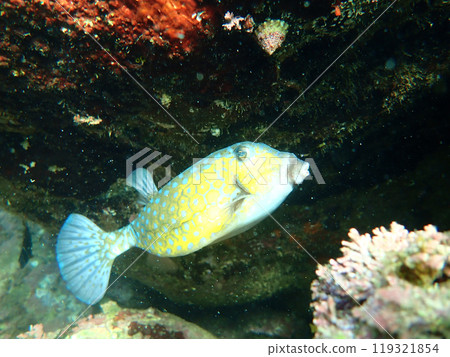 Boxfish Surprise Boxfish Surprise 119321854