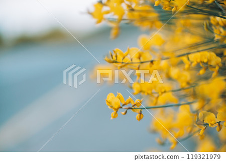 A close up of yellow flowers with a blue sky in the background 119321979