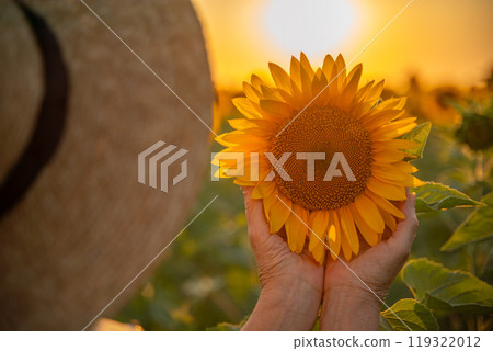 Female hands holding sunflower flower against the backdrop of a sunflower field at sunset light. Concept agriculture oil production growing sunflower seeds for oil 119322012